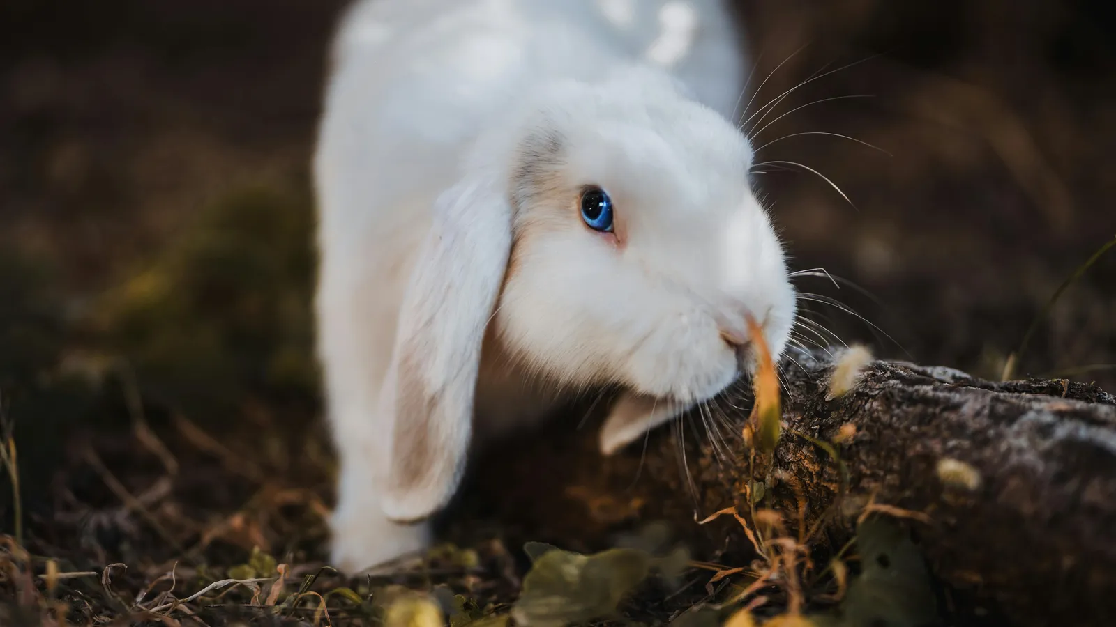 pexels-david-bartus-43782-1510544