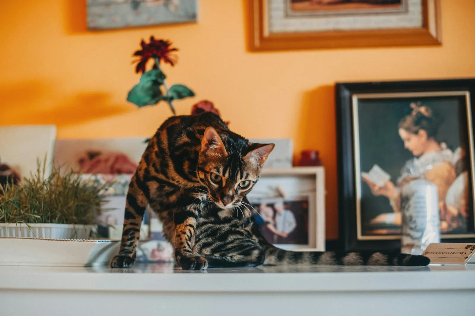 pexels-helen1-16440217