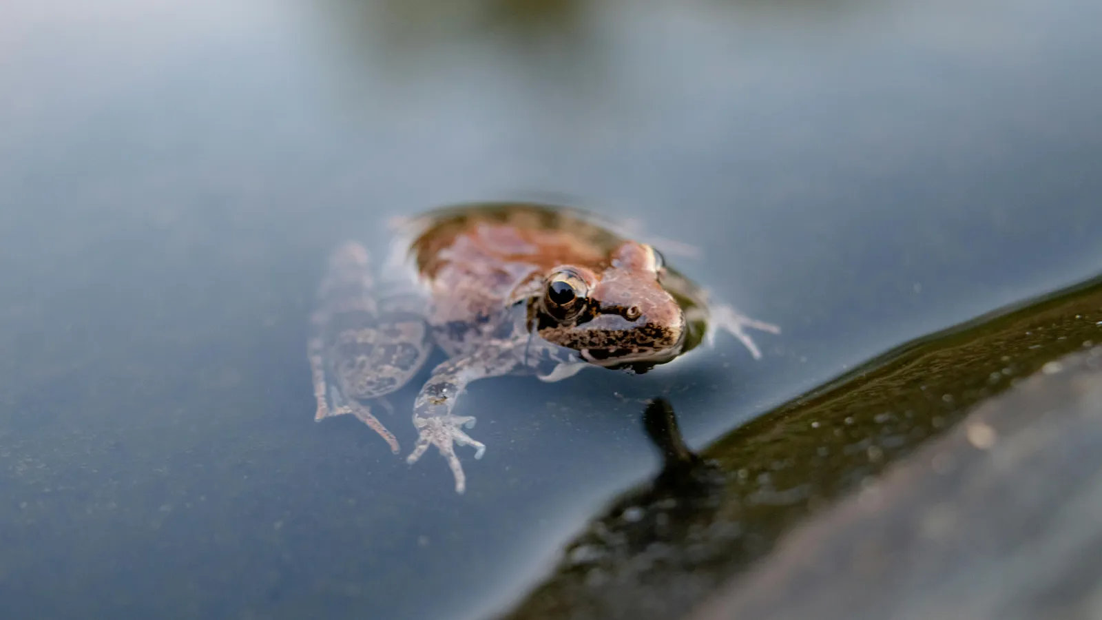 pexels-imsogabriel-5798329