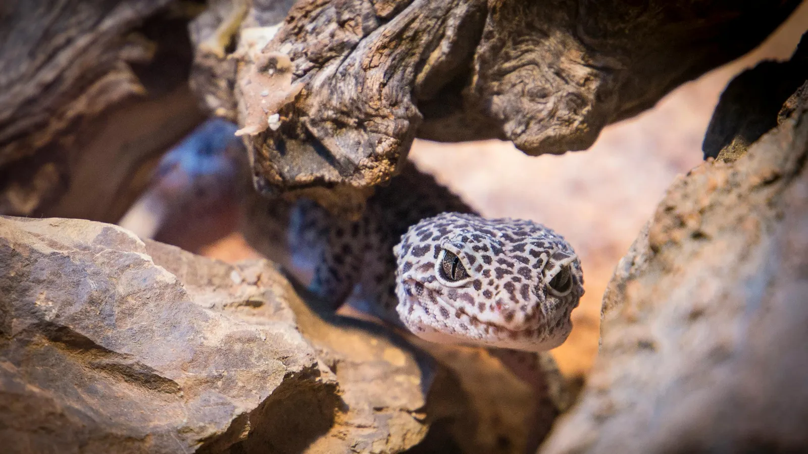 pexels-jimbear-2202537