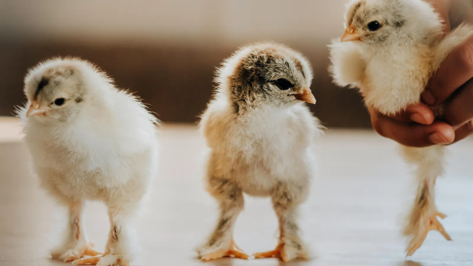 pexels-lauren-heaton-76106296-8633668