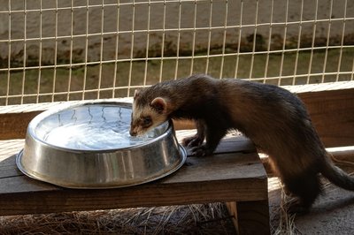 Ferret
