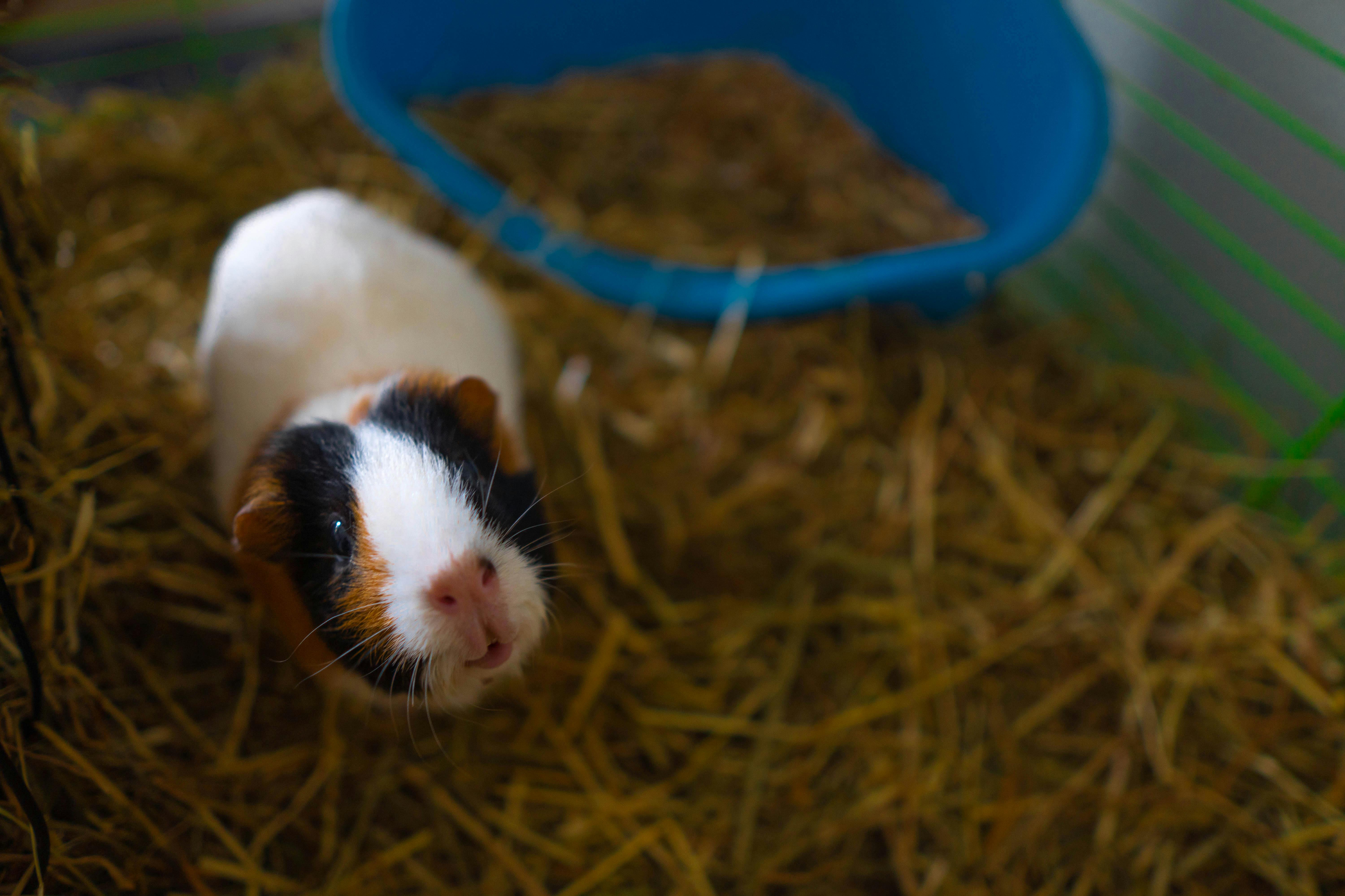 Guinea Pig