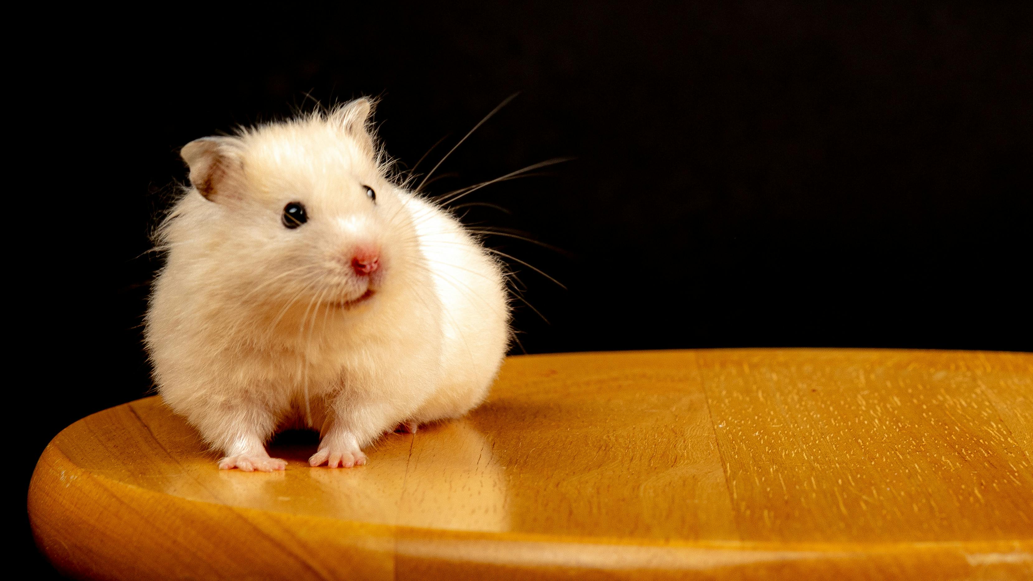 Hamster